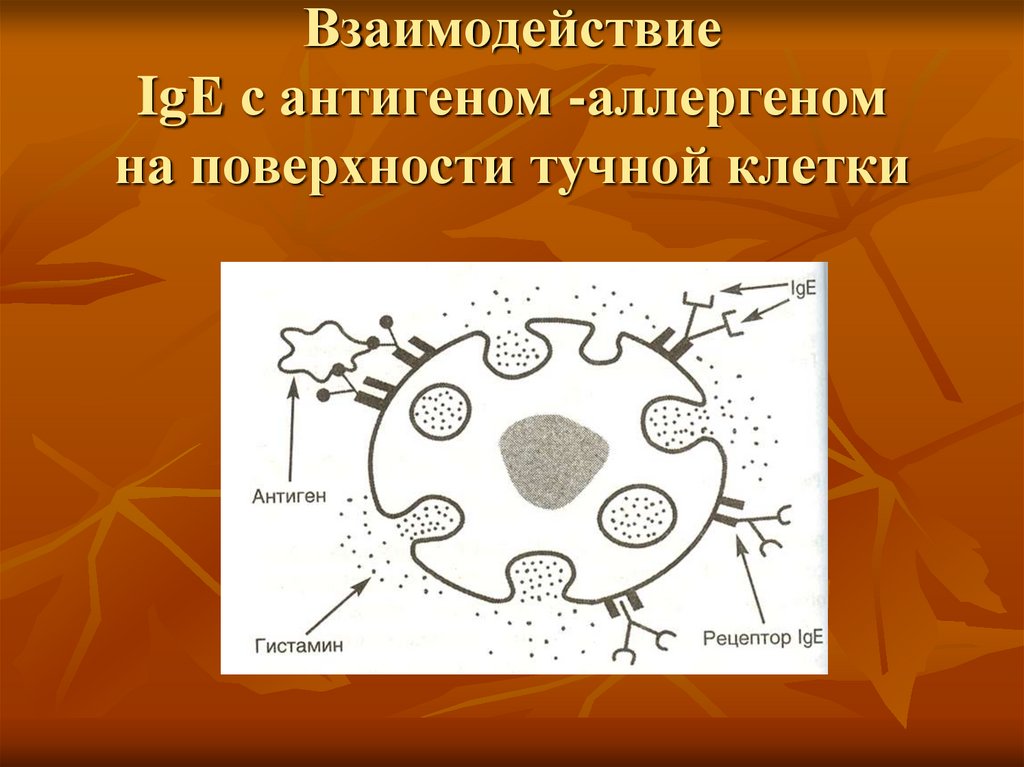 Тучные клетки рисунок