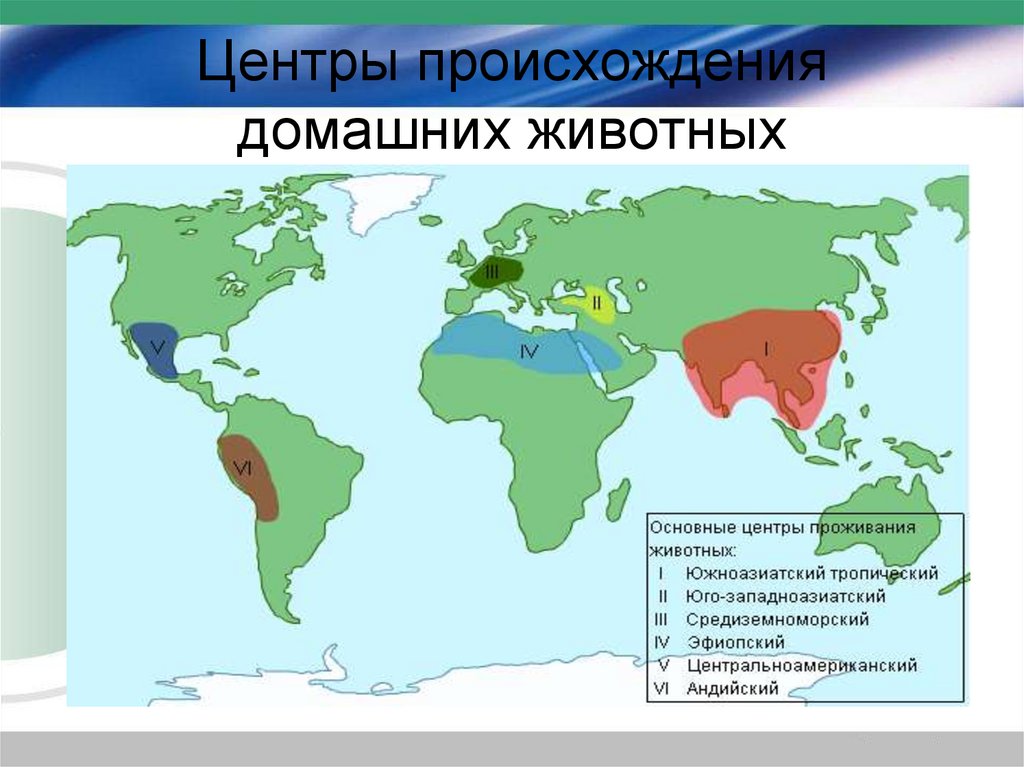 Происхождение домашних животных презентация