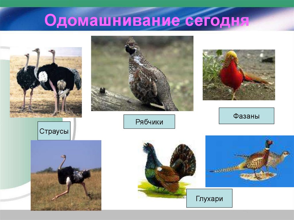 Какие птицы одомашнены. Одомашнивание глухарей. Одомашнивания фазанов. Одомашнивание страуса. Одомашнивание птиц 7 класс.