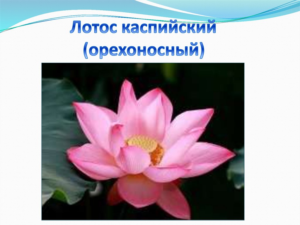 Лотос каспийский (орехоносный) - презентация онлайн