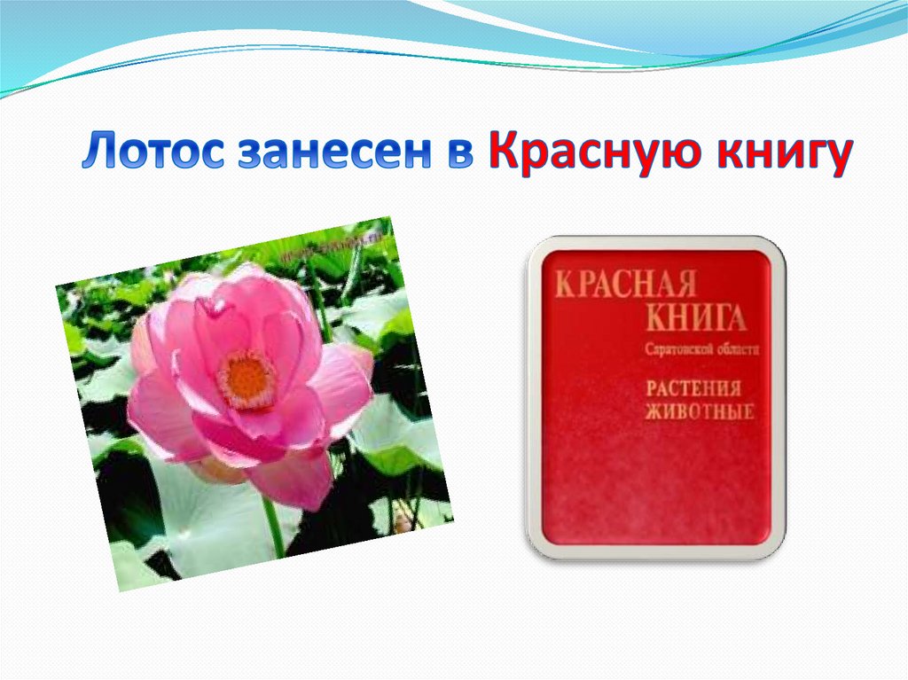 Лотос - цветок самый древний на земле 7 чудес Хабаровского края Выполнили: Уч-ся