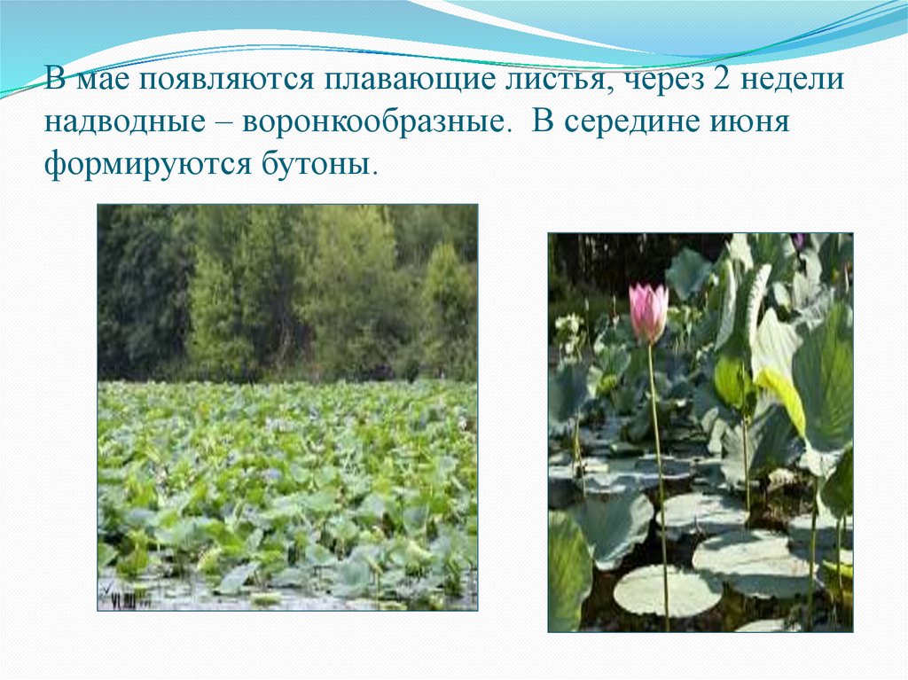В мае появляются плавающие листья, через 2 недели надводные – воронкообразные. В середине июня формируются бутоны.