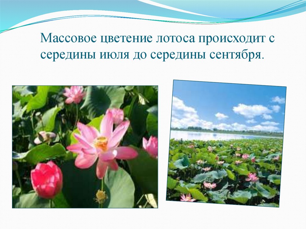 Массовое цветение лотоса происходит с середины июля до середины сентября.