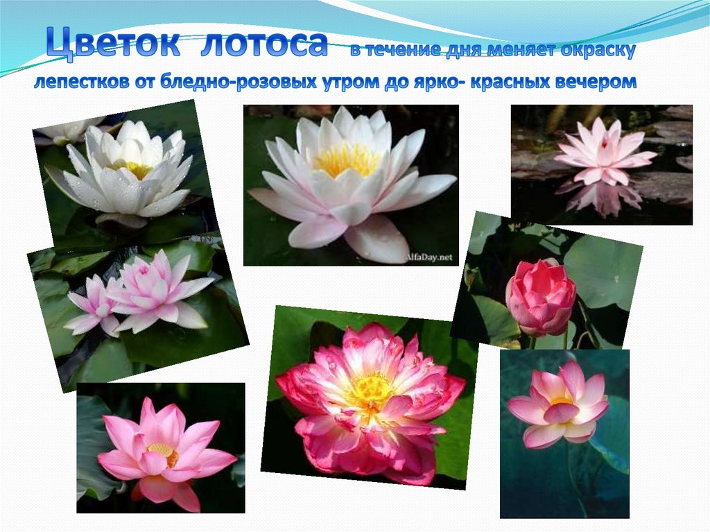 Цветок лотоса в течение дня меняет окраску лепестков от бледно-розовых утром до ярко- красных вечером