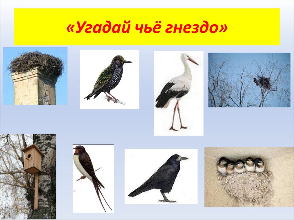 Угадай где чей. Перелетные птицы для дошкольников. Гнезда перелетных птиц. Гнездо перелетных птиц с названием. Птицы и их гнёзда картинки.