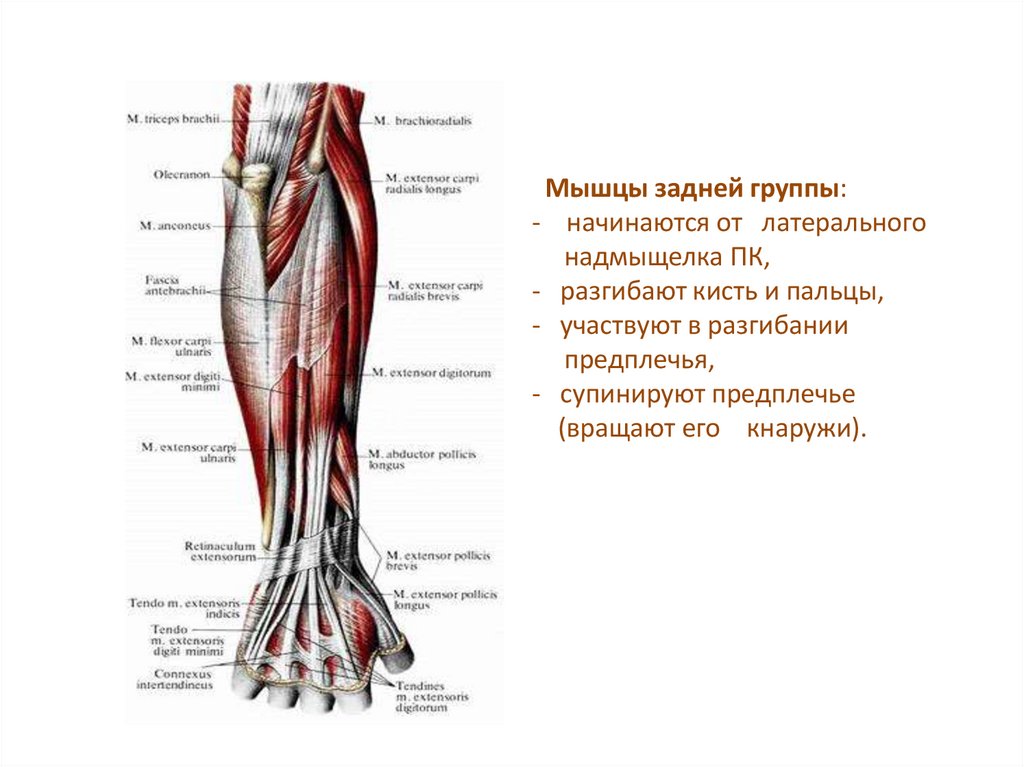 Мышцы верхней конечности презентация