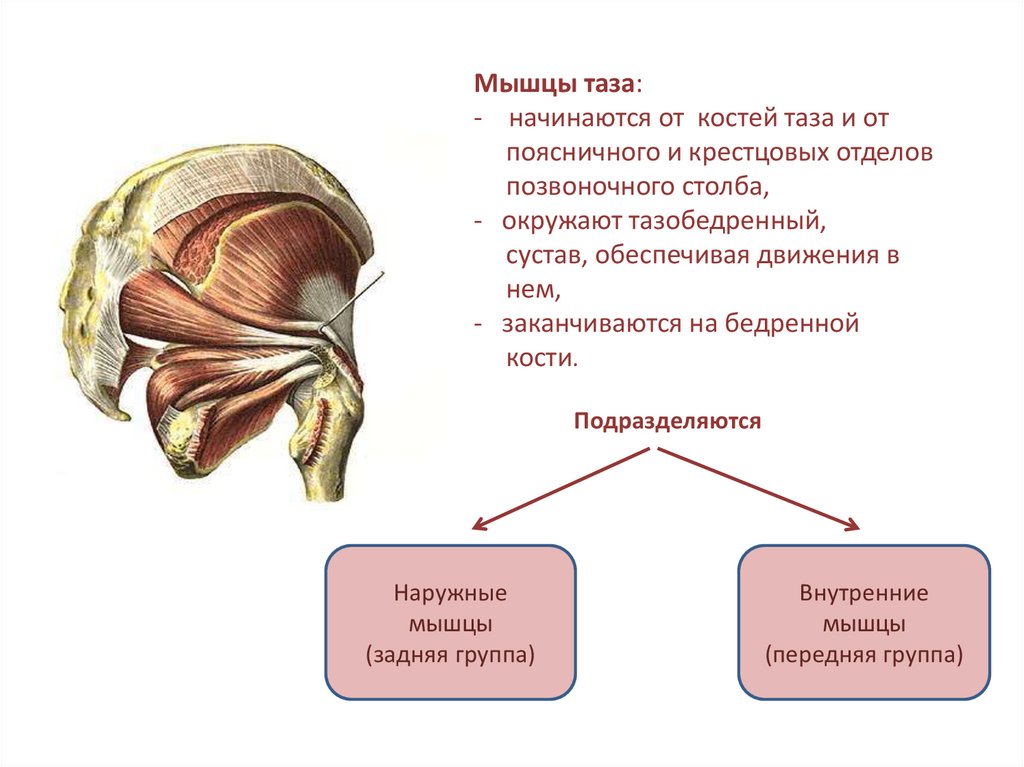 Мышцы таза схема