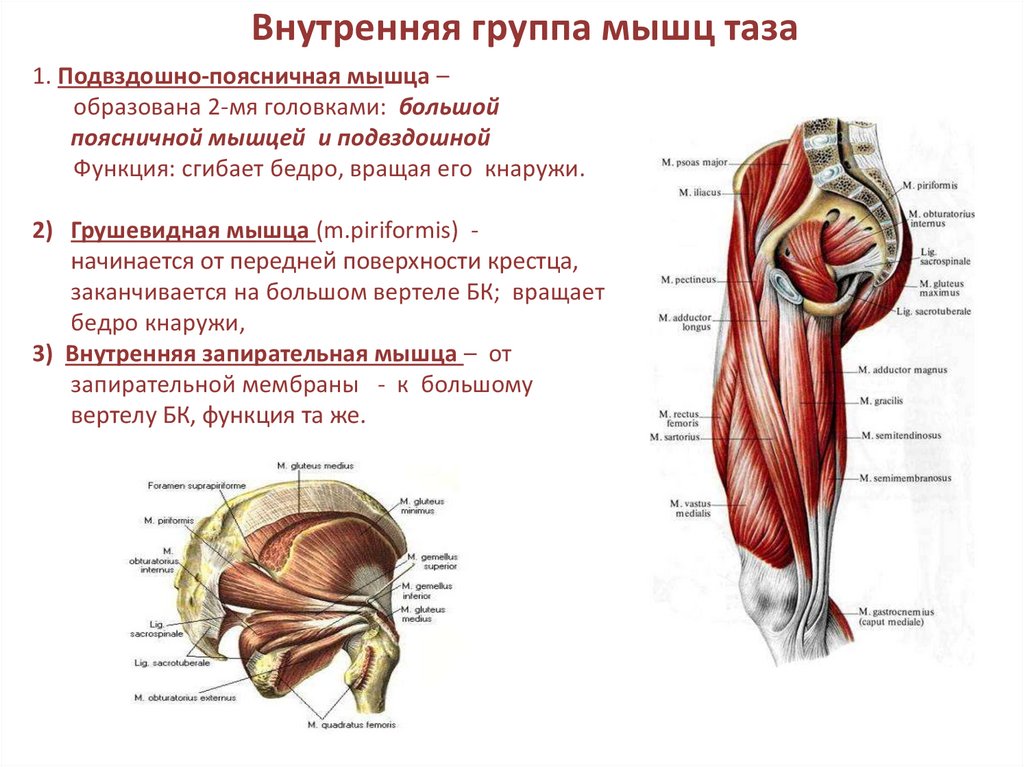 Мышцы таза схема