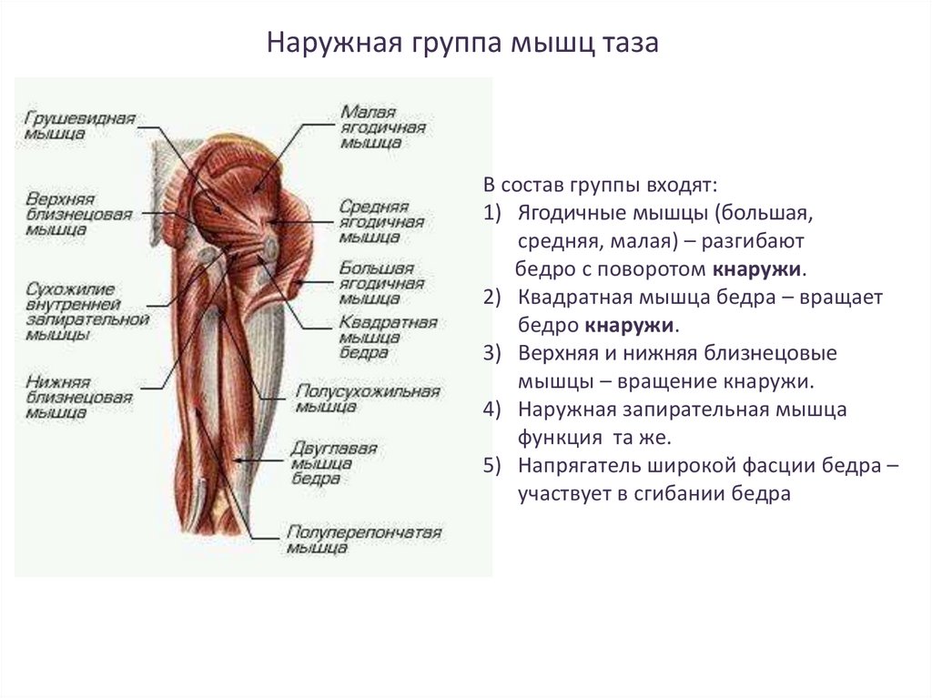 Мышцы таза схема