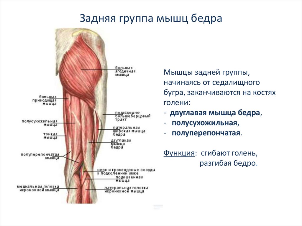Приводящие латынь. Крепление задней мышцы бедра. Мышцы бедра задняя группа. Мышцы нижней конечности задняя группа бедра. Мышцы сгибатели бедра - задней поверхности бедра.
