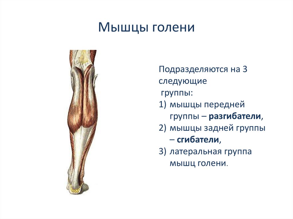 Презентация мышцы верхних конечностей