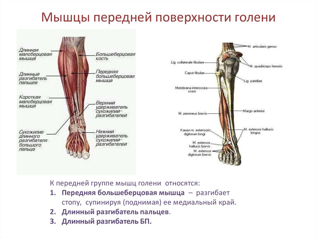 Голень у человека где находится 4 класс. Анатомия мышц голени передняя группа. Задняя большеберцовая мышца голени. Мышцы задней поверхности goleni. Анатомия передней большеберцовой мышцы.