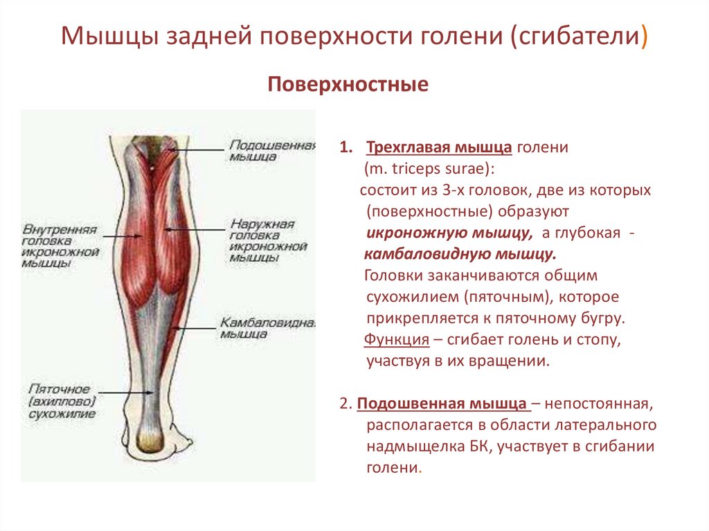 Мышцы голени презентация