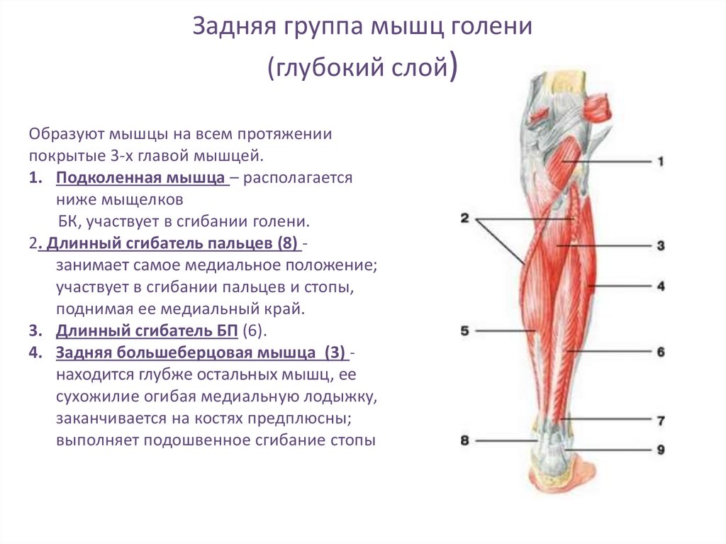 Передняя группа мышц голени. Задняя большеберцовая мышца голени иннервация. Мышцы голени задняя группа. Мышцы голени задняя группа глубокий слой. Мышцы передней группы голени.