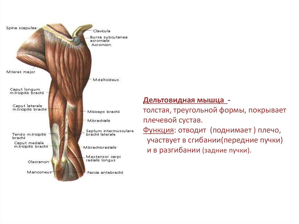 Презентация мышцы верхних конечностей