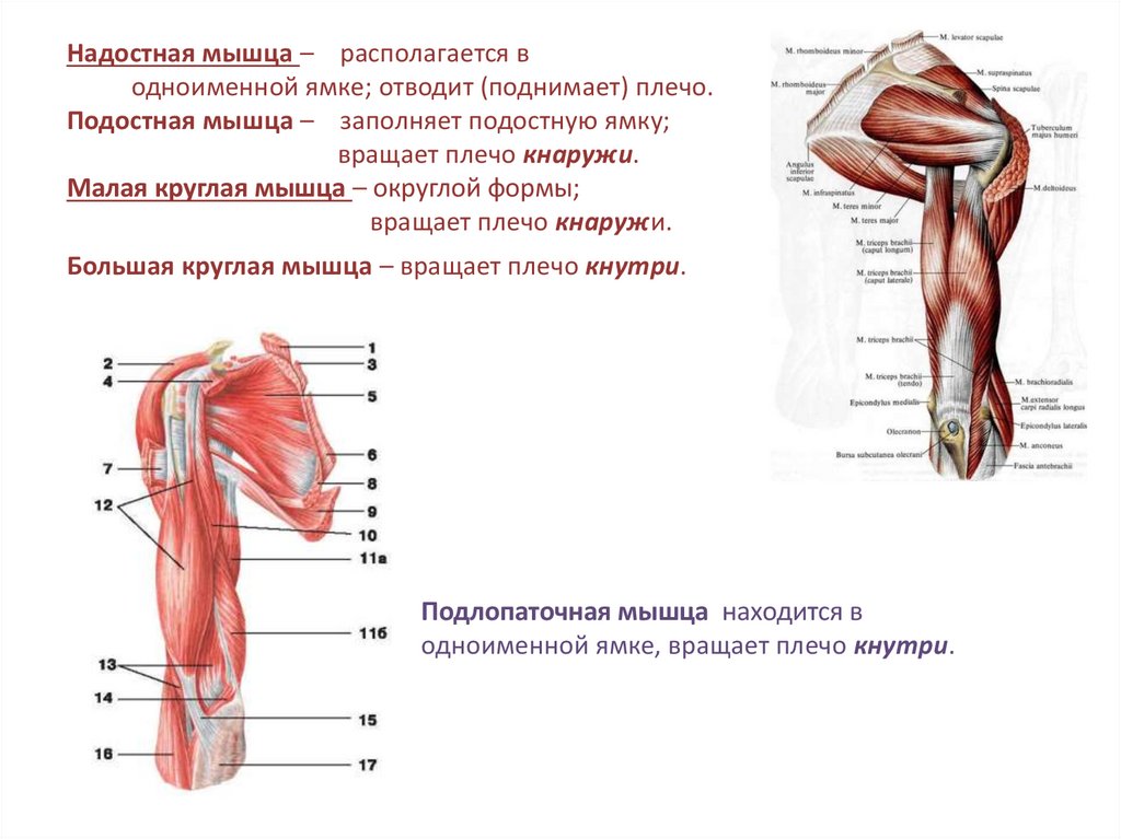 Надостная мышца