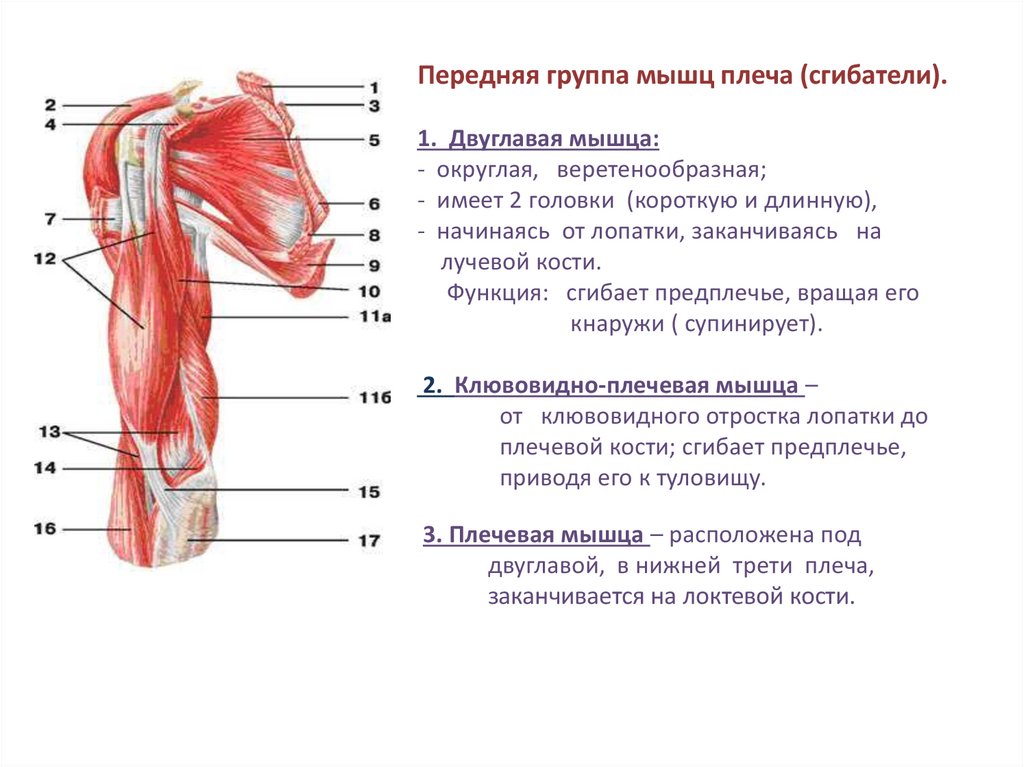 Мышцы верхней конечности презентация