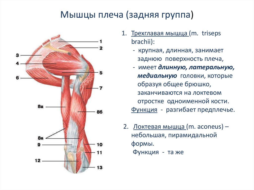 Группы мышц таблица