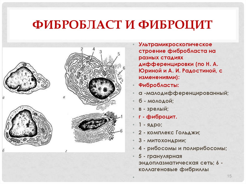 Схема ультрамикроскопического строения фибробласта и образования волокнистого компонента