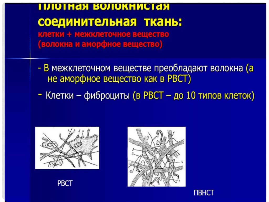 Выберите признаки соединительной ткани возбудима. Соединительная ткань с особыми свойствами. Функции основного аморфного вещества соединительной ткани. Плотная оформленная соединительная ткань функции. Происхождение основного аморфного вещества соединительной ткани.