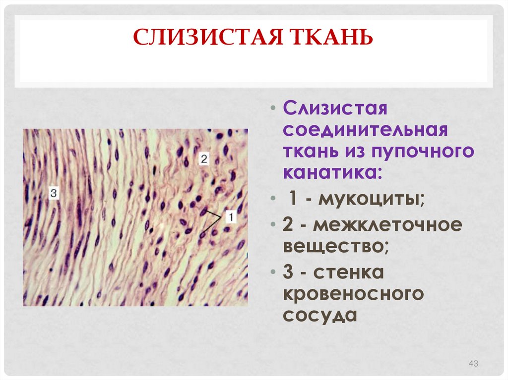 3 соединительные ткани. Слизистая ткань гистология препарат. Слизистая соединительная ткань функции. Слизистая ткань гистология функции. Слизистая соединительная ткань гистология препарат.