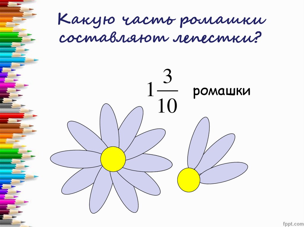 Какую часть ромашки составляют лепестки?