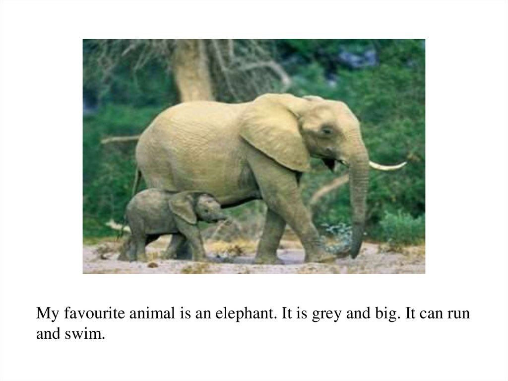 This animal is big. Английский язык 2 класс проект животные слоны. Elephant 3 класс is a big animal. ВВС природа и животные слоны. My favourite animal is Elephant..