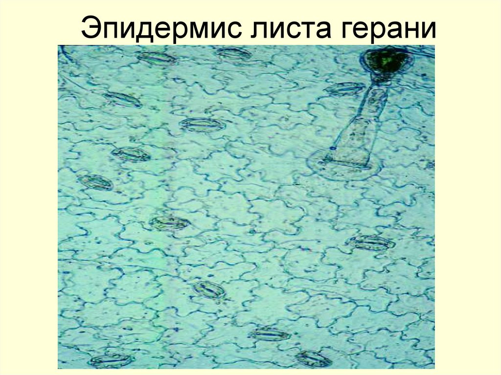 Эпидермис листа герани