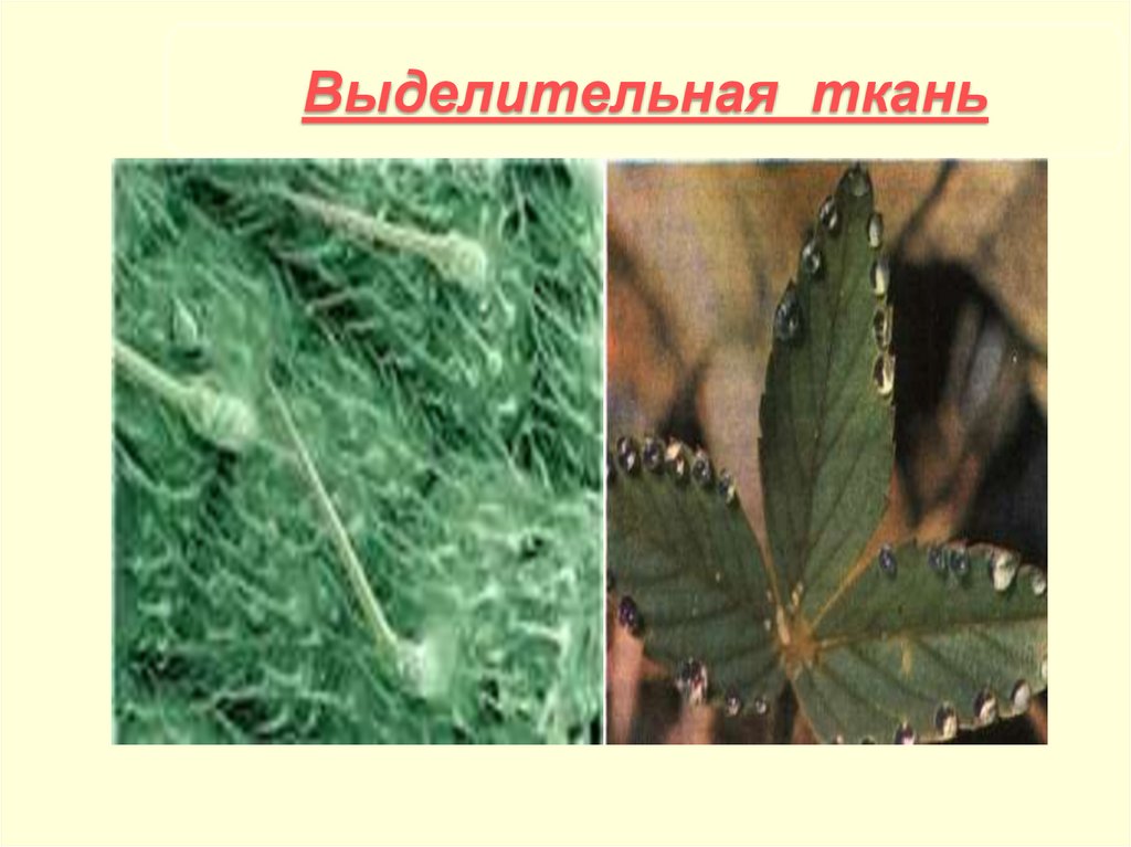 Выделительная ткань