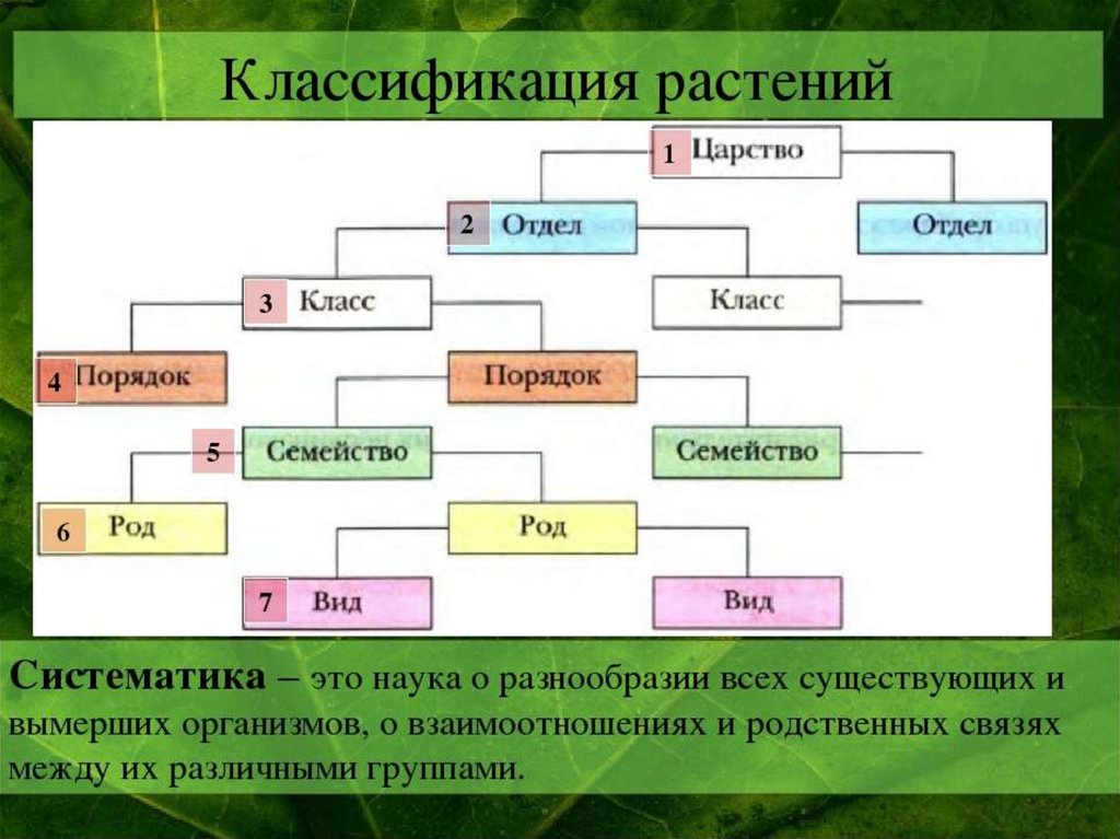 Приведите виды растений. Царство растений отделы классы схема. Царство растений систематика растений. Классификация групп царства растений. Классификация царства растений таблица.