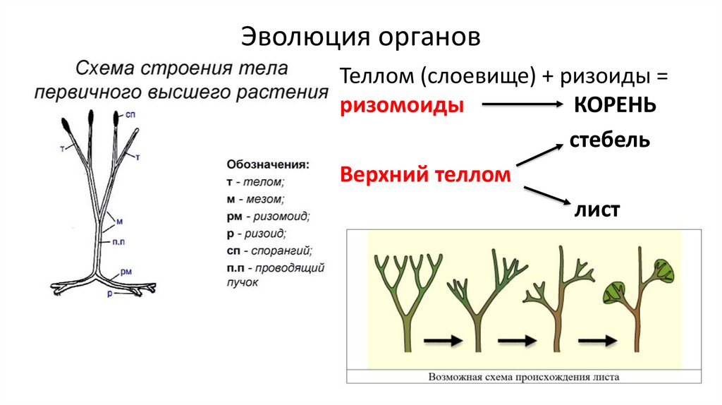 Эволюция вегетативных. Эволюция корня. Эволюция корня у растений. Эволюционное происхождение корня.