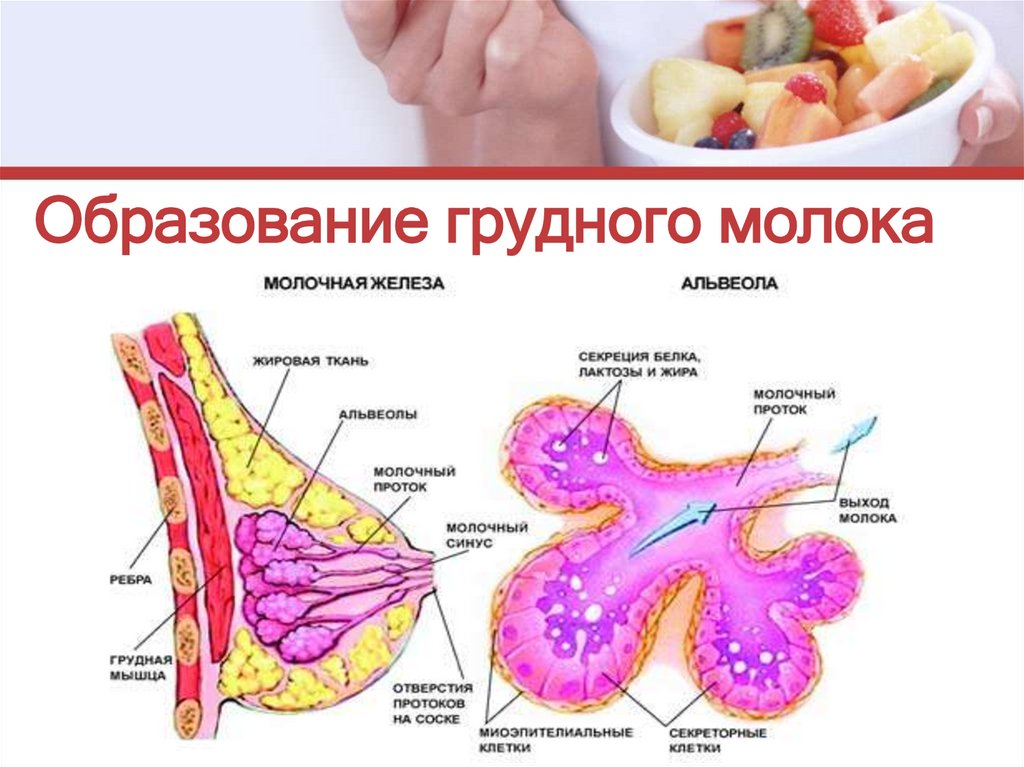 В молочной железе образуются. Молоко в грудных железах. Образование молочной железы. Как вырабатывается грудное молоко. Как образуется молоко в груди.