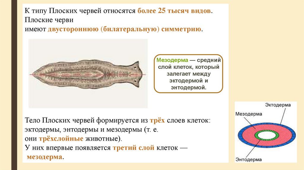 Трехслойные животные признаки