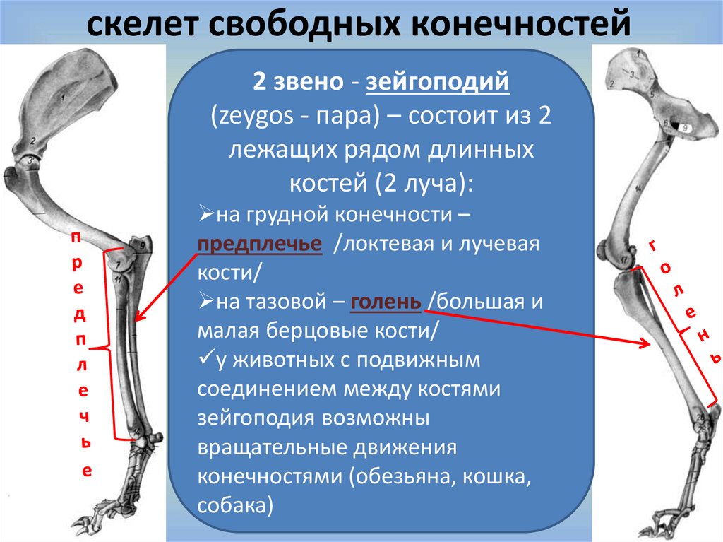 Скелет конечностей собаки. Соединение костей тазовой конечности у животных. Зейгоподий грудной конечности коровы. Скелет свободных конечностей животных. Скелет свободной тазовой конечности.