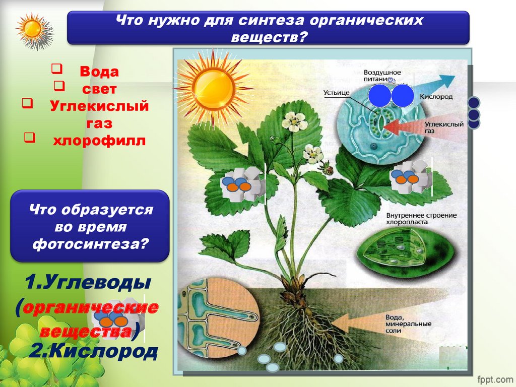 Организмы использующие для питания. Фотосинтез растений 6 класс биология. Питание растений фотосинтез. Воздушное питание растений схема. Органические вещества растений.