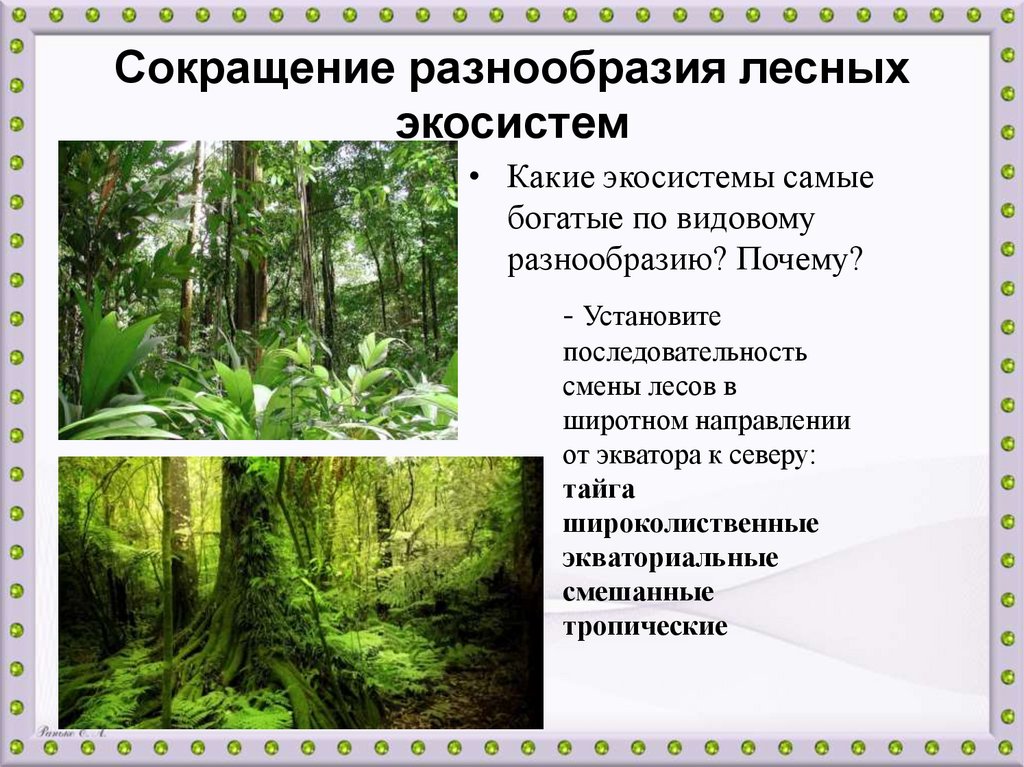 Студенты изучают уникальные экосистемы ненарушенной тайги. Видовое разнообразие леса. Лесная экосистема. Экосистема лес. Разнообразие лесных экосистем.