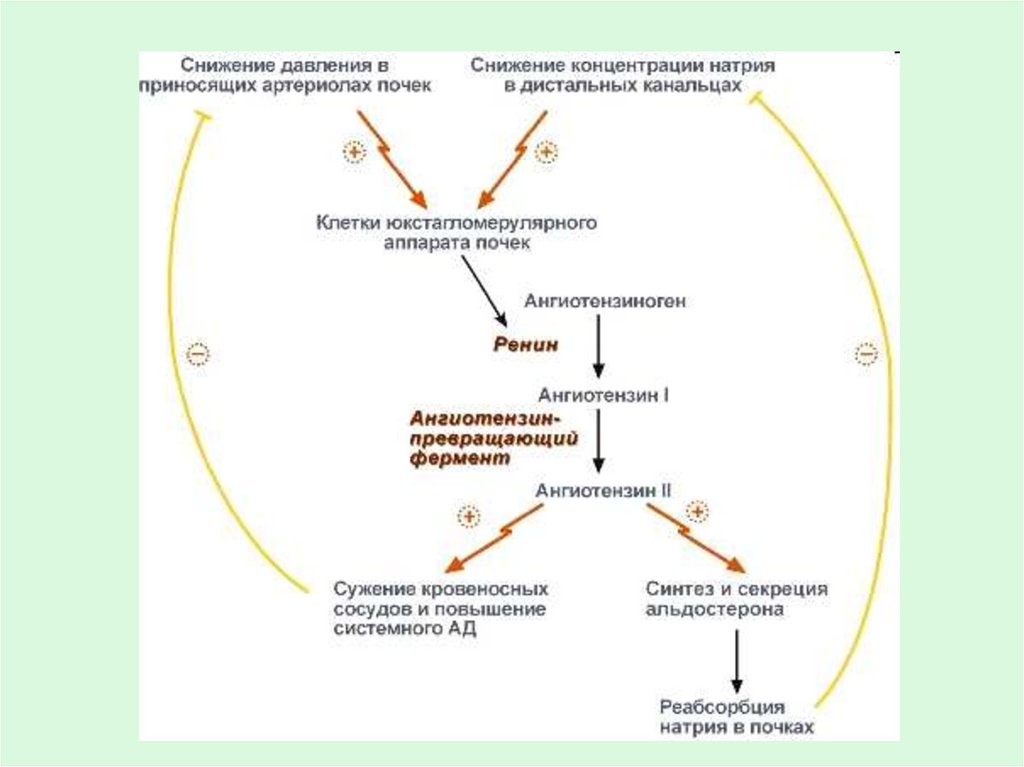 Ренин ангиотензин альдостероновая система физиология схема