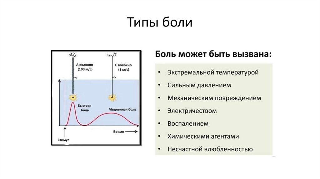 Вкусовой и обонятельный анализаторы боль 8 класс презентация пасечник