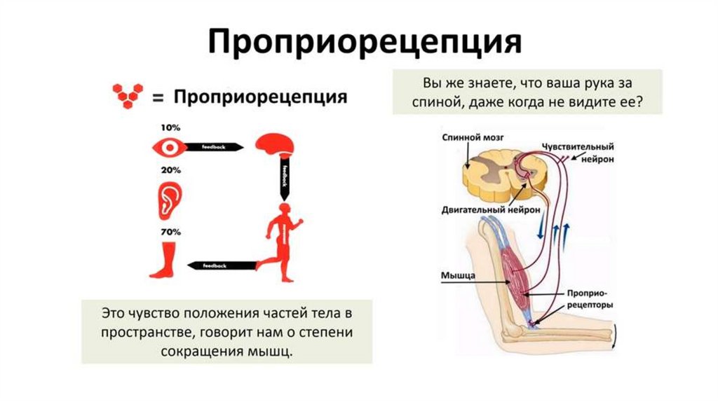 Вкусовой и обонятельный анализаторы боль 8 класс презентация пасечник