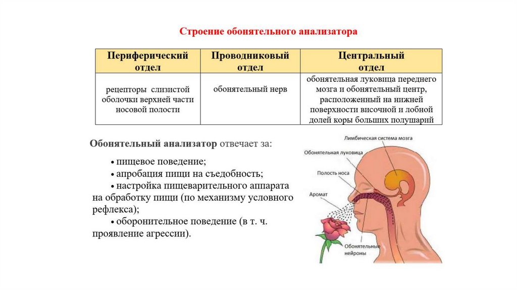 Вкусовой и обонятельный анализаторы презентация 8 класс