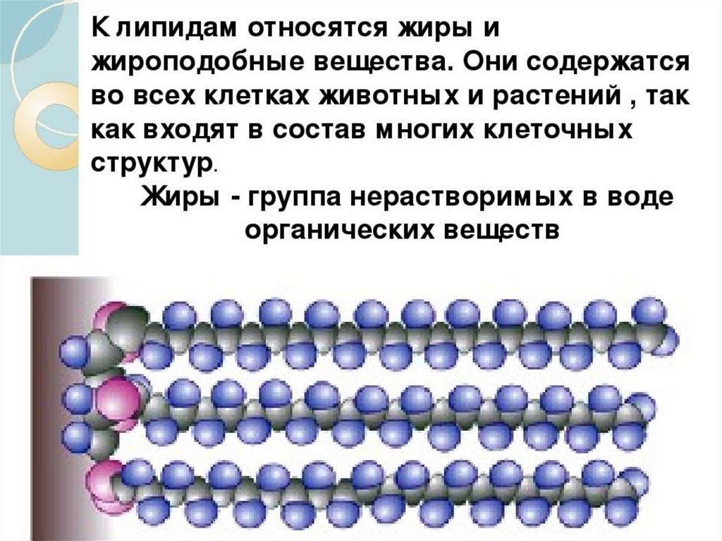 Липиды химия презентация