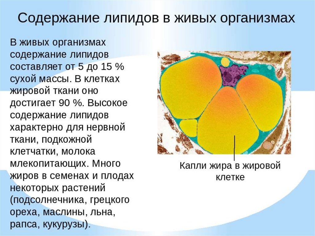 Липиды презентация 9 класс по биологии