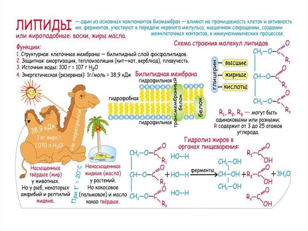 Орган органического вещества