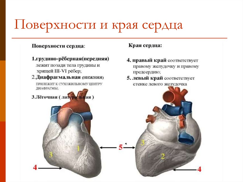 Передне нижний край. Грудино-реберная поверхность сердце вид спереди. Грудина реберная поверхность сердца.