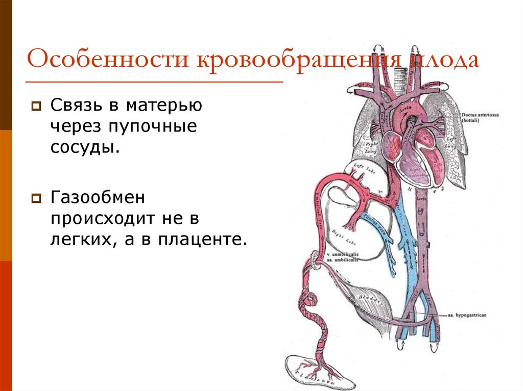 Малый круг кровообращения газообмен происходит. Плацентарное кровообращение плода схема. Пупочная артерия в кровообращении плода. Особенности кровообращения плода. Схема строения круга кровообращения плода.