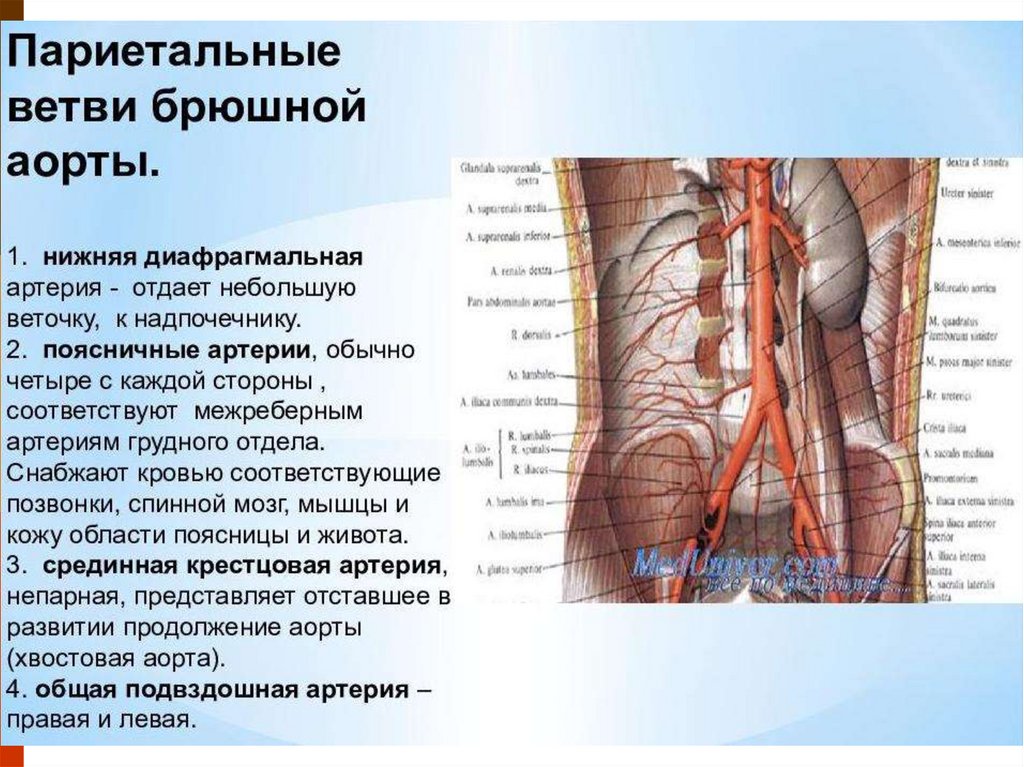 Артерии органов брюшной полости