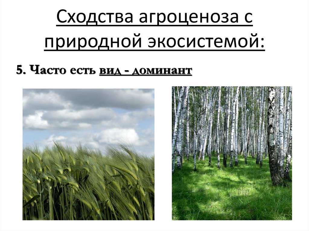 Сходство и различие природных экосистем и агроэкосистем