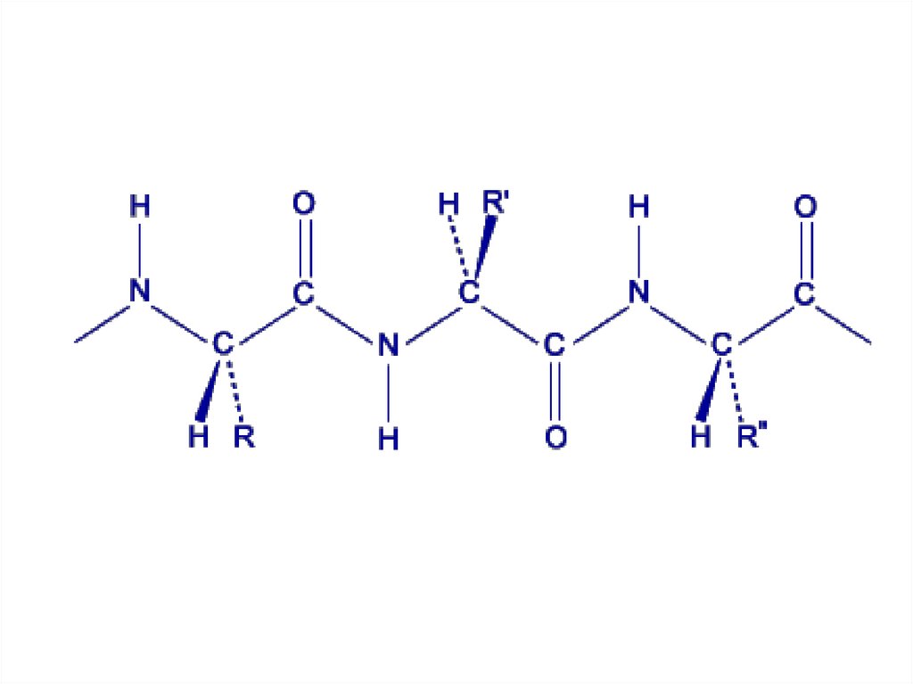 Аланин пептидная связь. Пептидные сшивки. Аланин биологическая роль.
