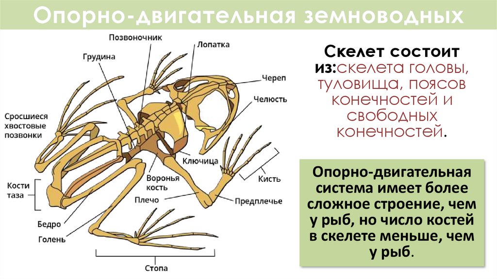 Отделы тела животного