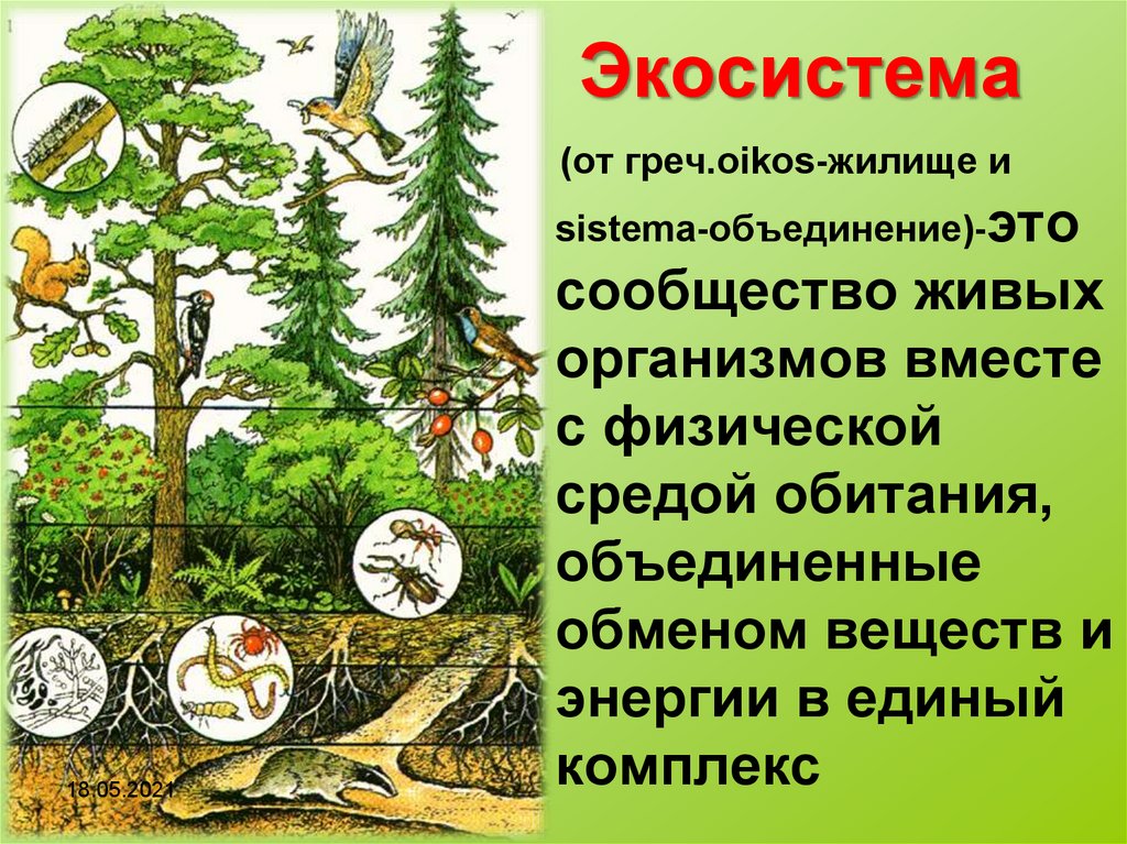 Природные экосистемы кратко. Экосистема. Природное сообщество экосистема. Экосистемы для дошкольников. Экосистема и биогеоценоз.